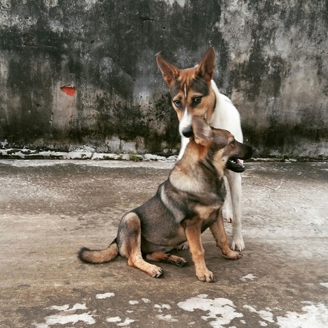true love