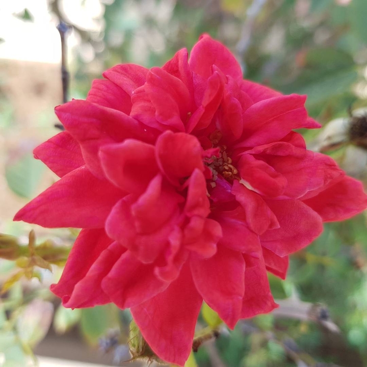 flower...