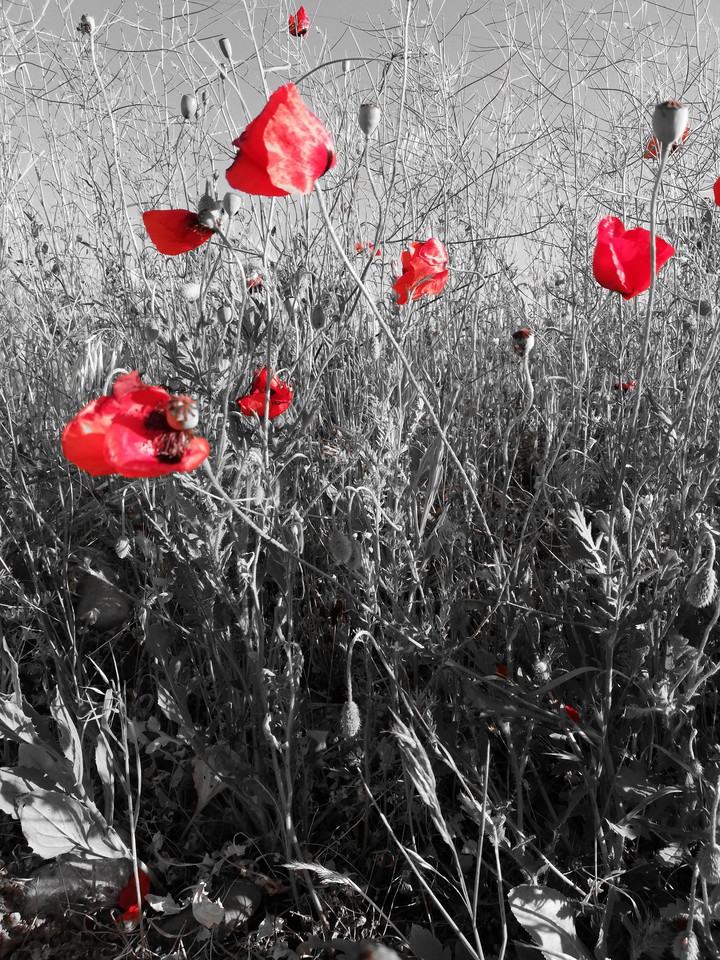 red flower