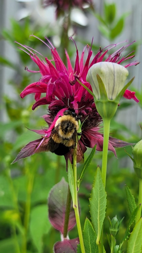 insect, flower Hintergrundbilder