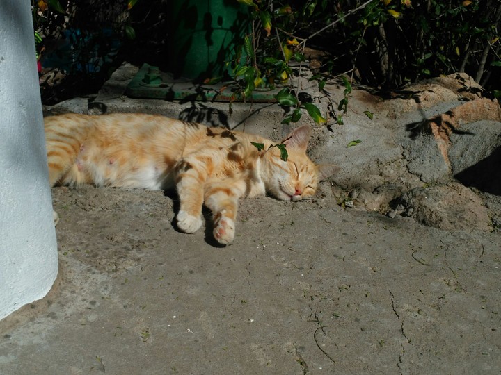 cat