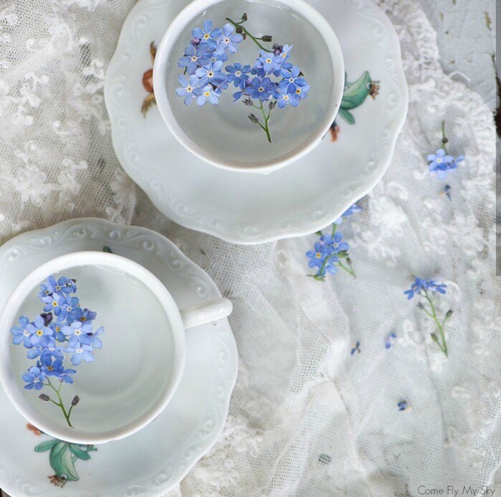 forgetmenot