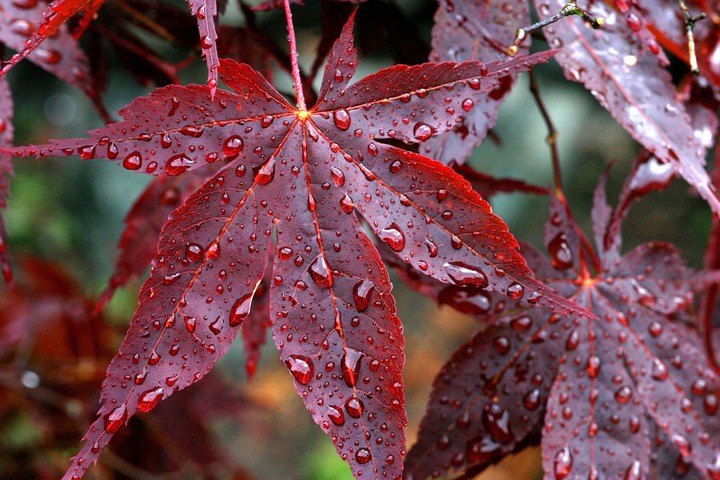Beautiful Leafes with Raindrops
