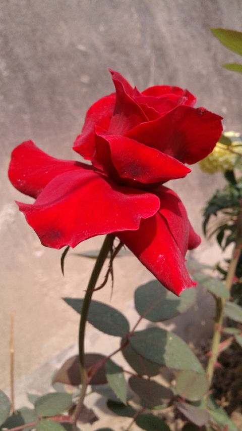 red rose