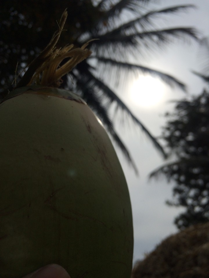 coconut