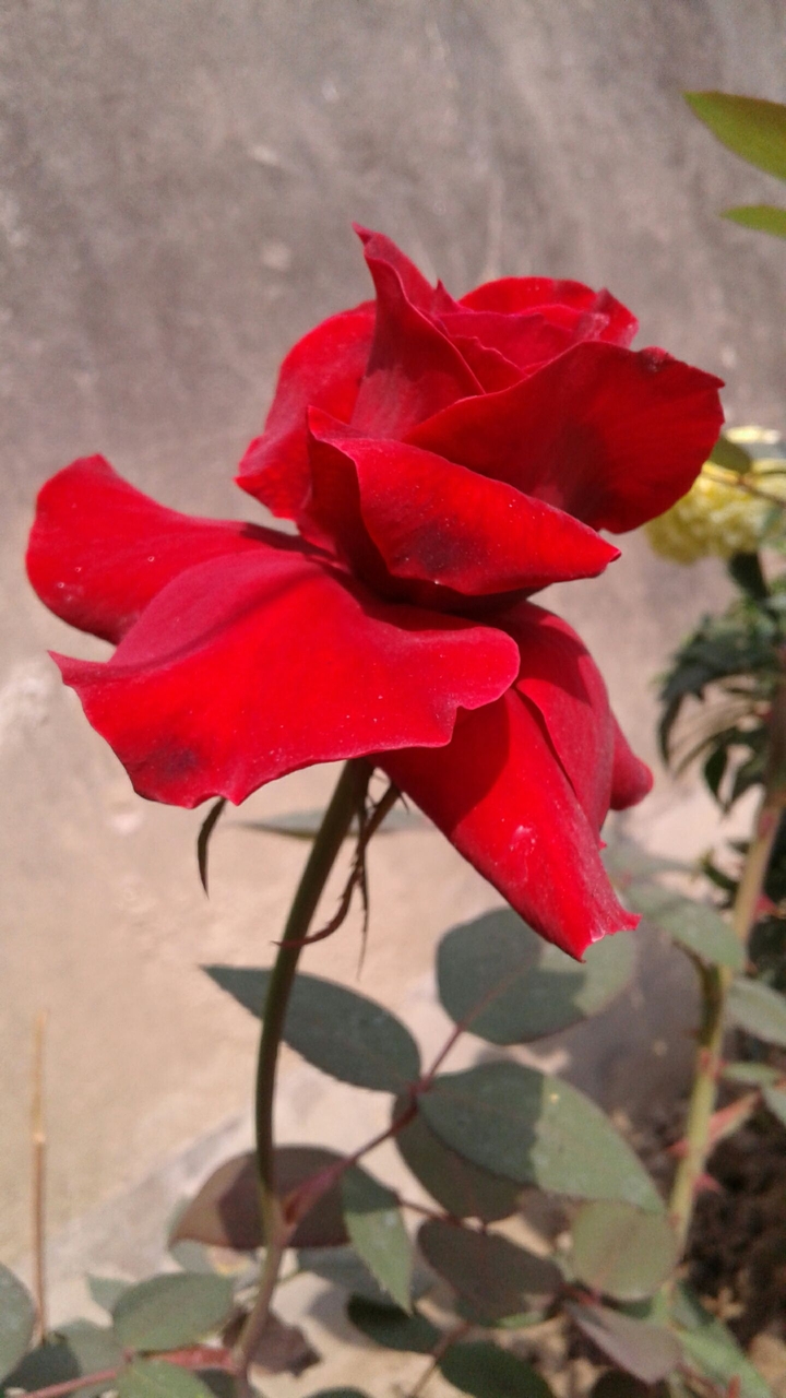 red rose