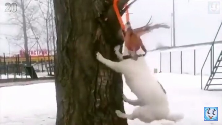 собака