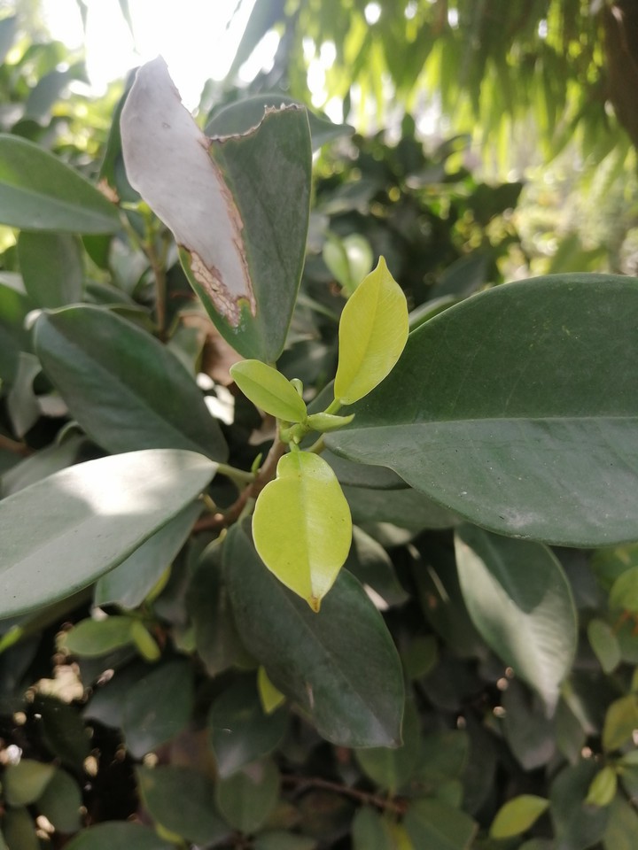 plant