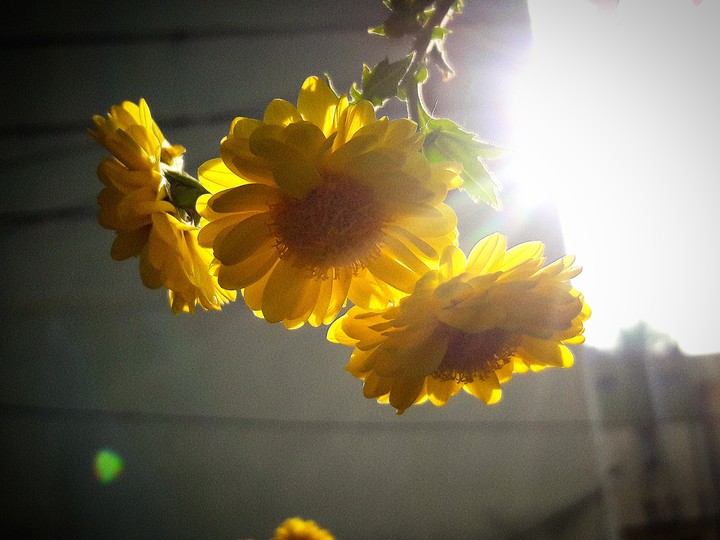 chrysanthemum