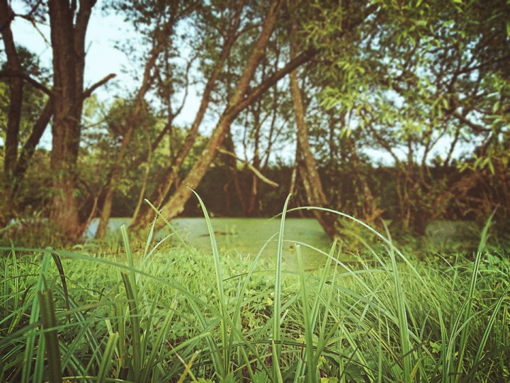 Swamp