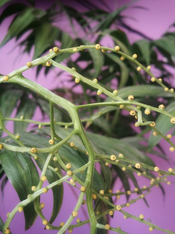 Seeds