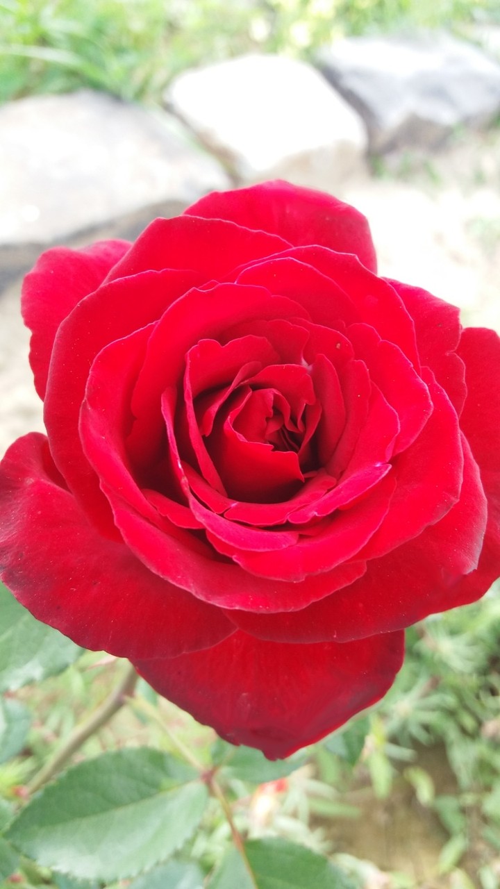 ❤️ Red Rose ❤️