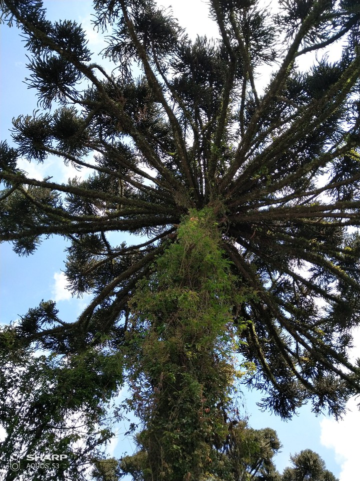 beautiful tree
