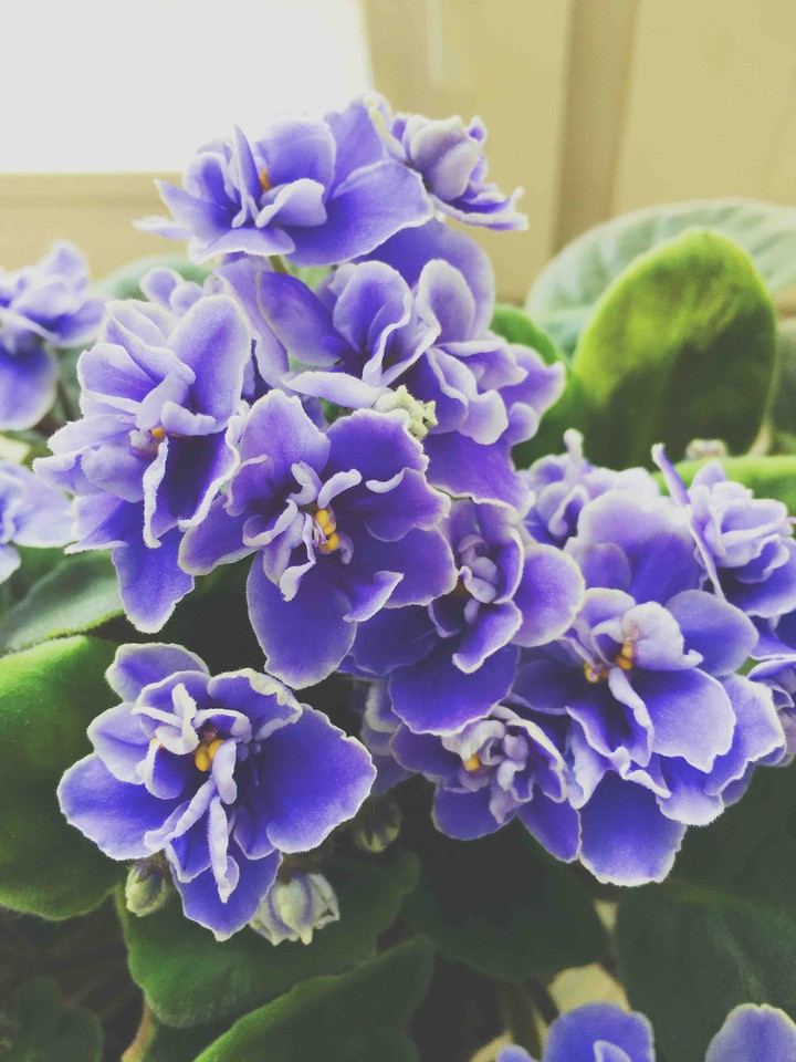 violets