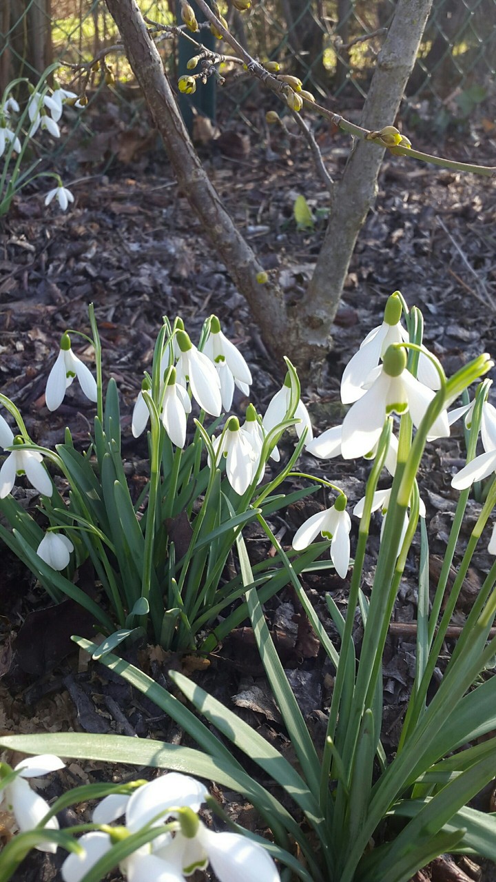 Spring is coming