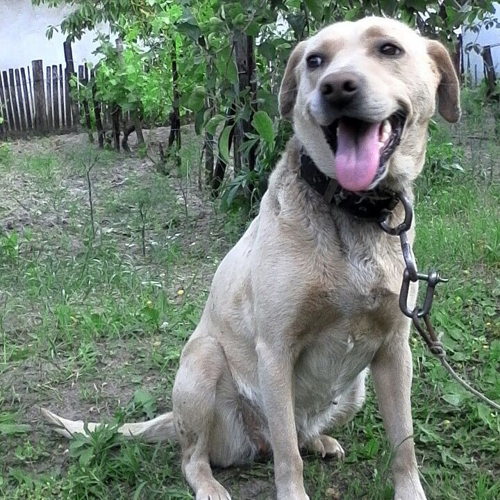 Dog