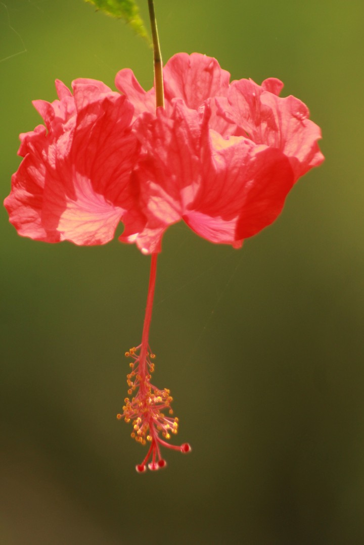 hibiscus