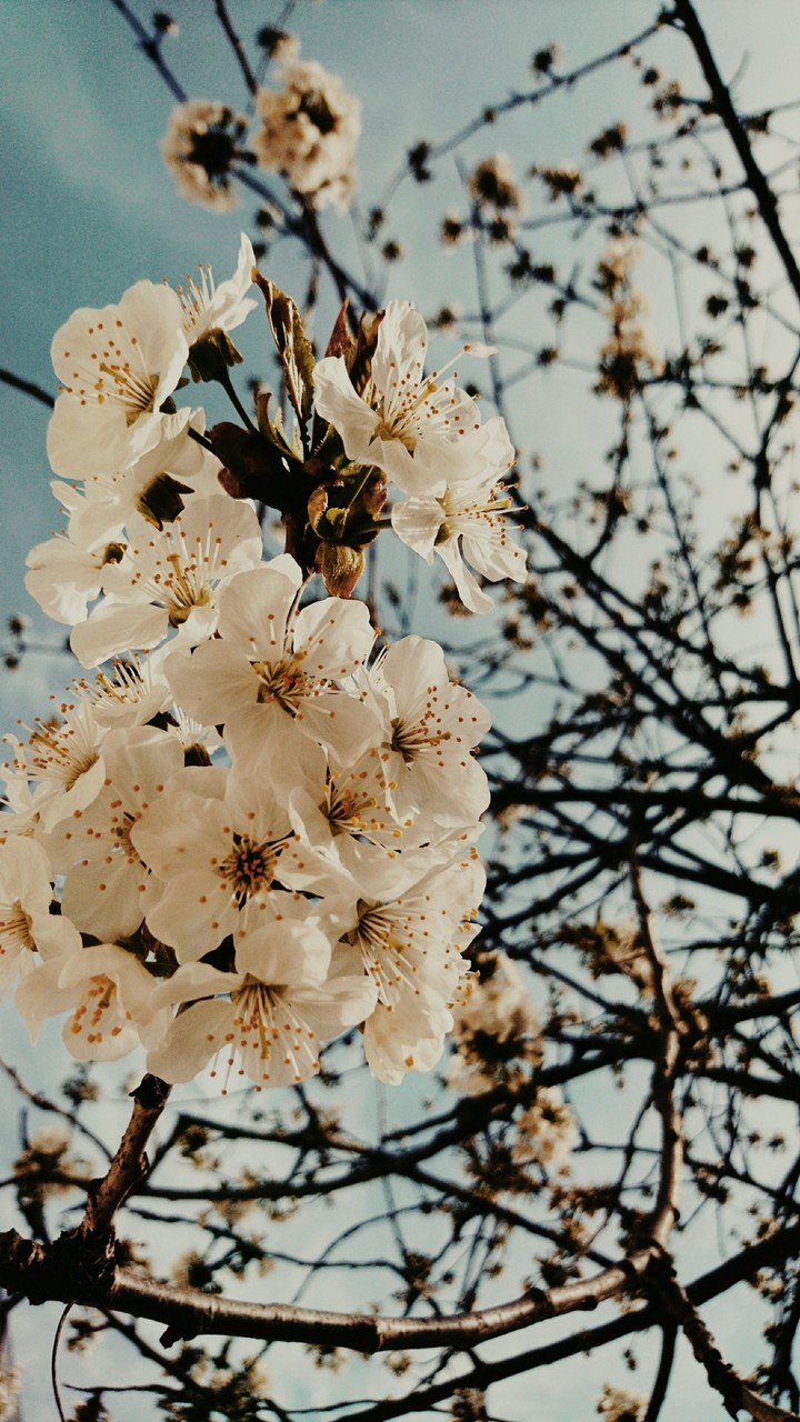 spring flowers