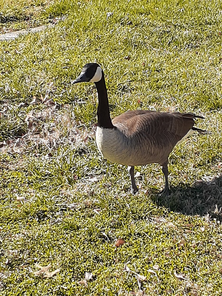 Goose