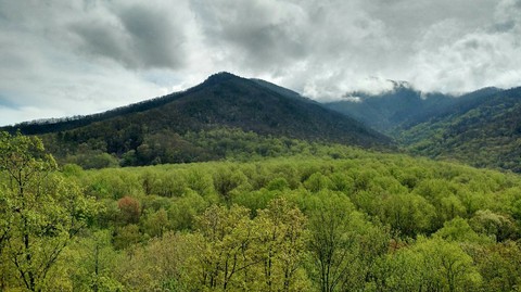 Gorgeous greenery
