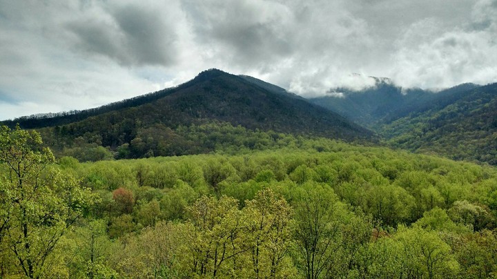 Gorgeous greenery