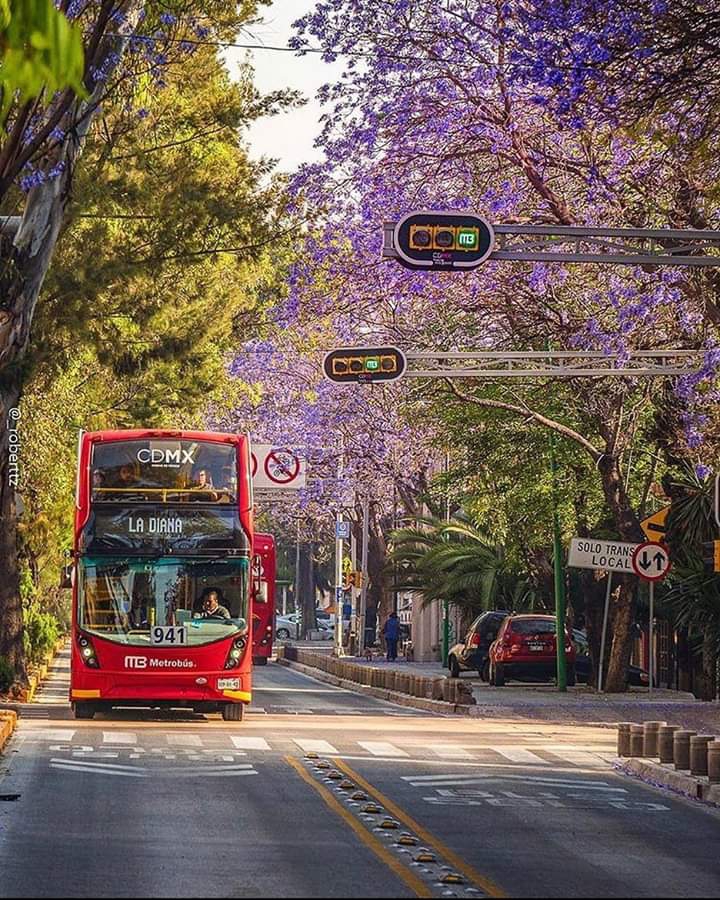 Jacaranda