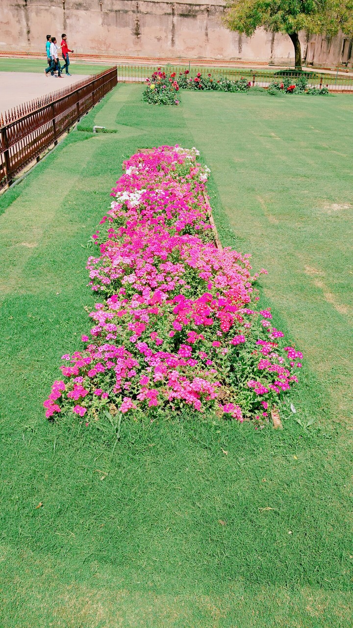 flowers