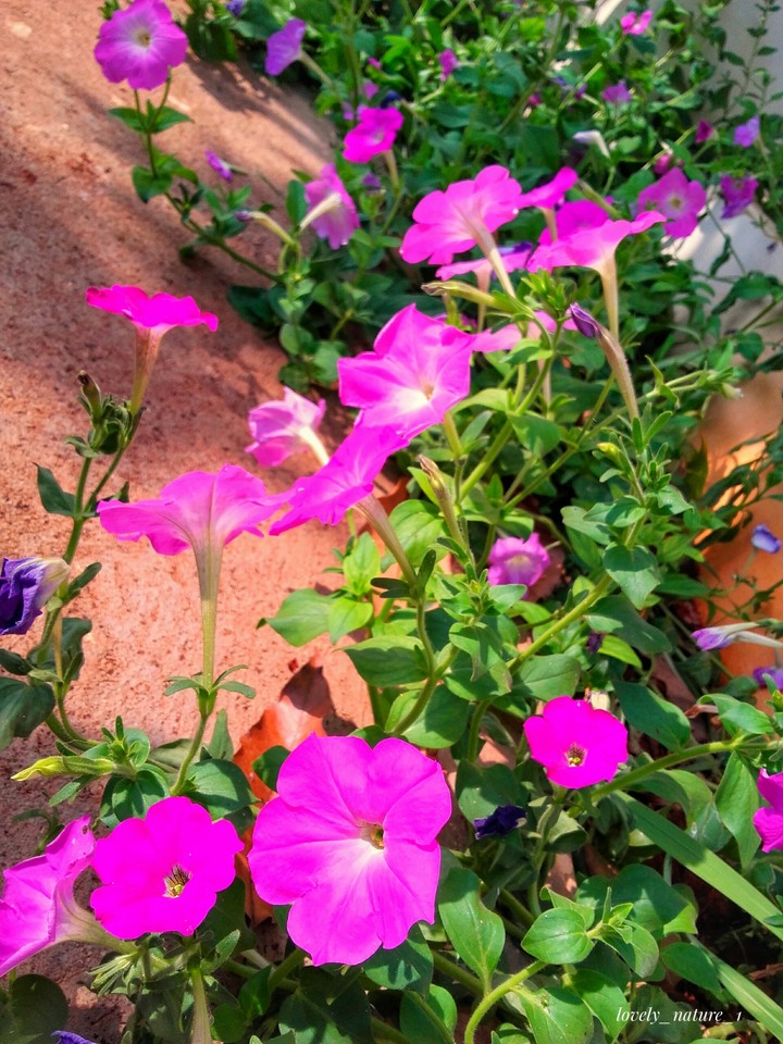 Beautiful Garden