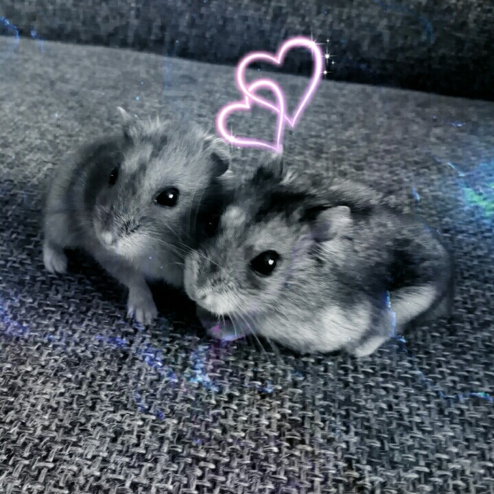 hamster love