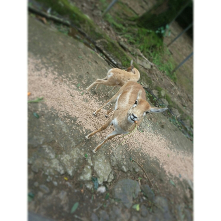 Taman Safari Indonesia