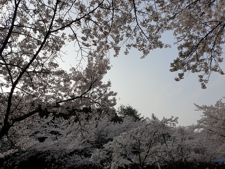 벚꽃이 봄바람에 날린다~