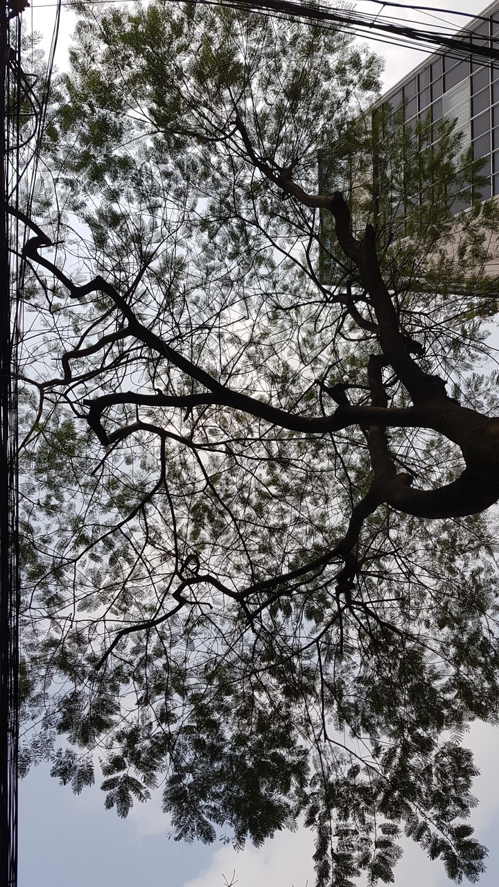 tree