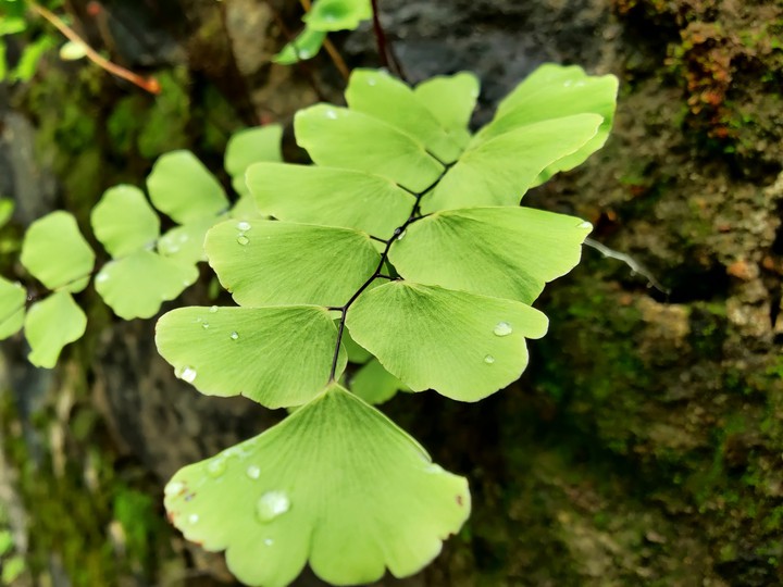 ferns