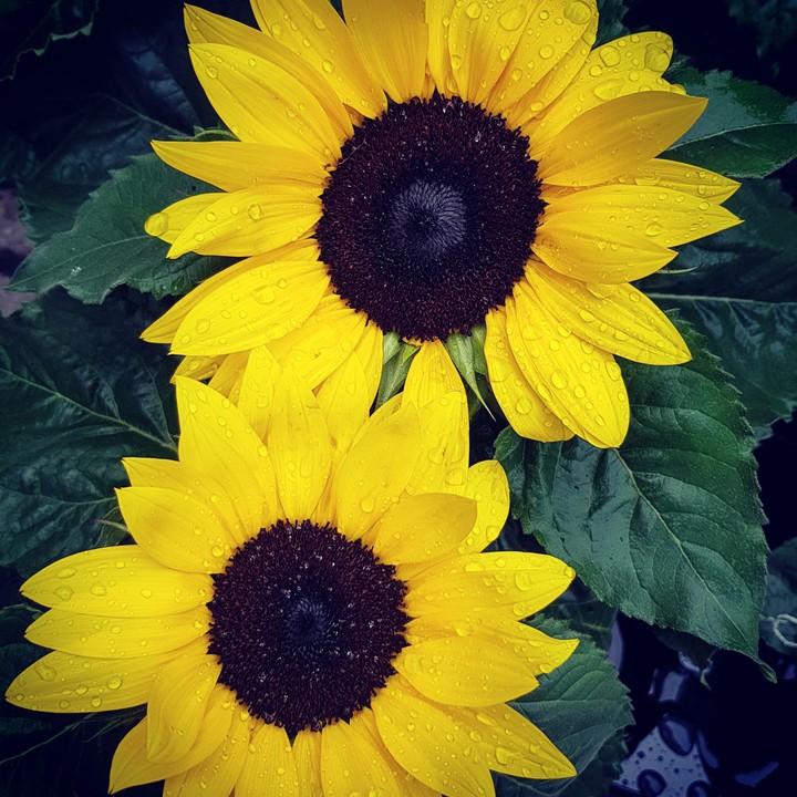 sunflowers in the rain