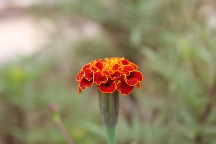 Blooming flower...