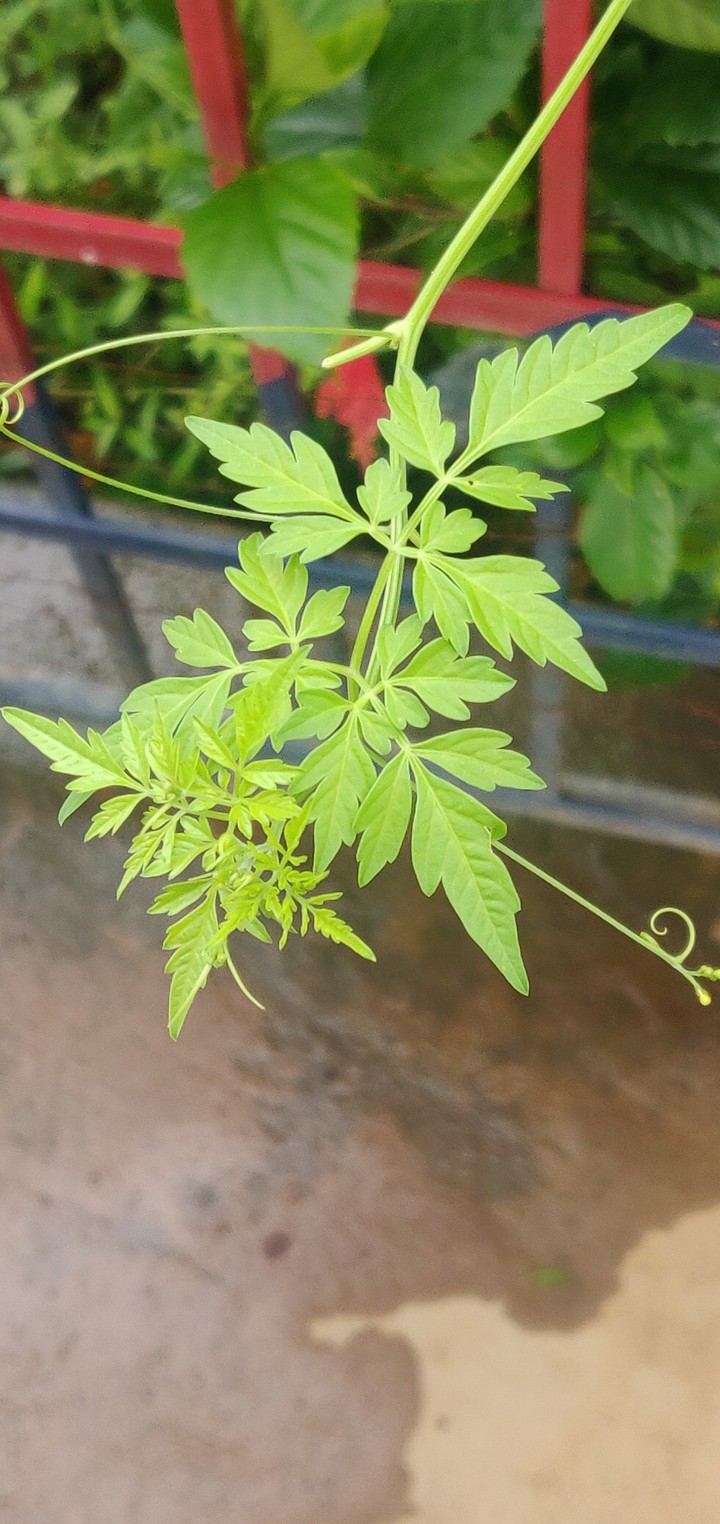 leafy beauty