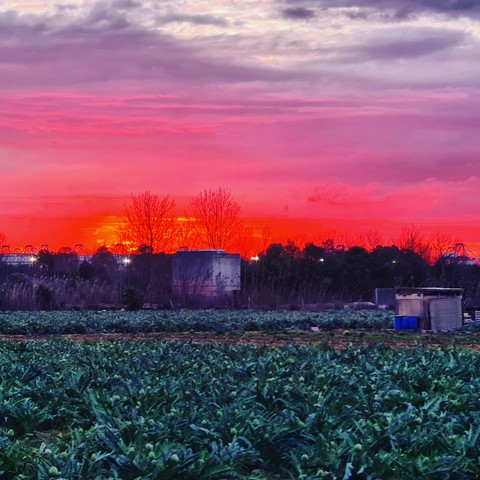 ταπετσαρίες purple, dusk