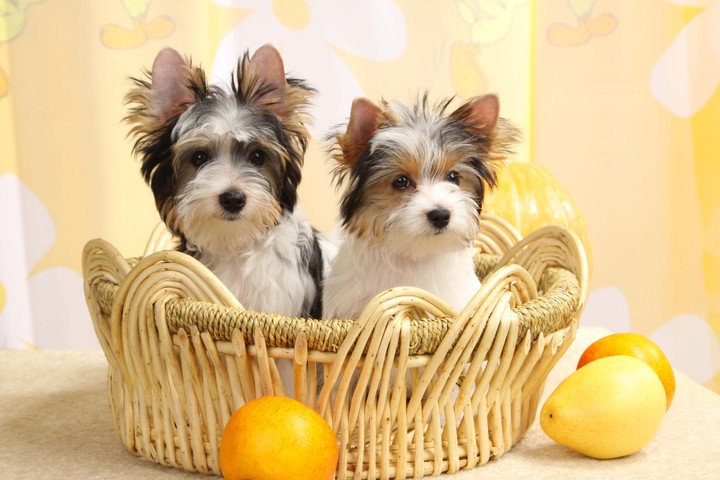 Dogs
