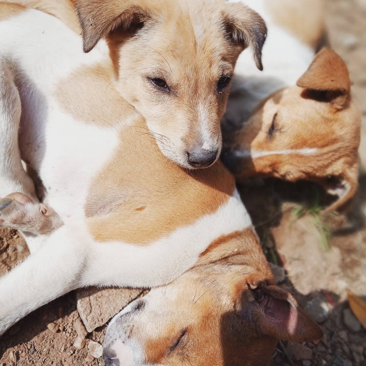 #puppy#care#happy#within