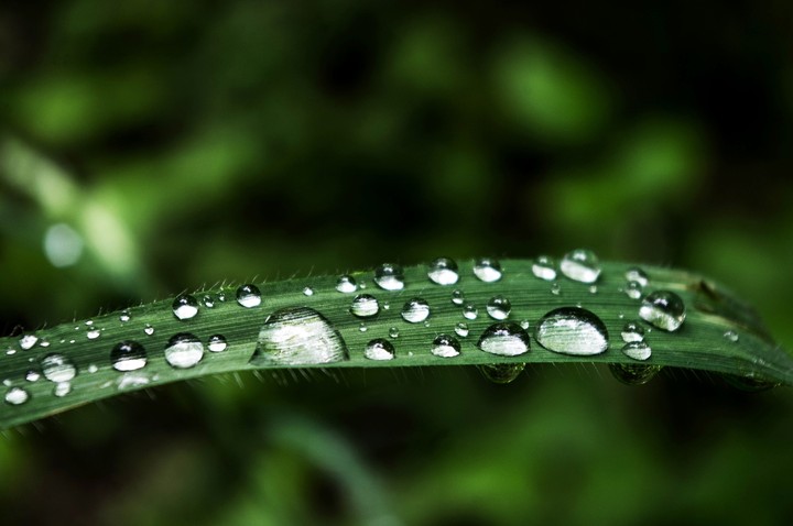 grass