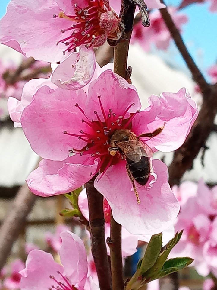 bee on the nectarine flower