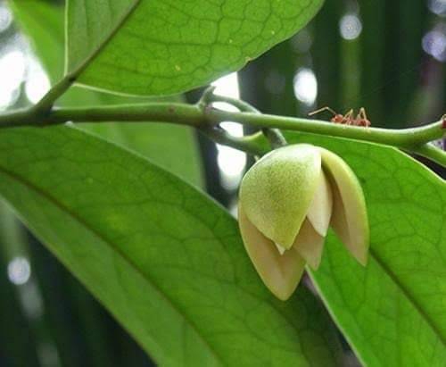 Champoon flowers
