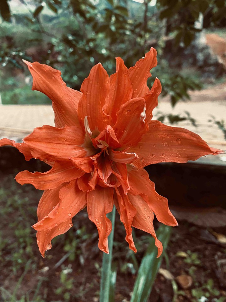 flower lily