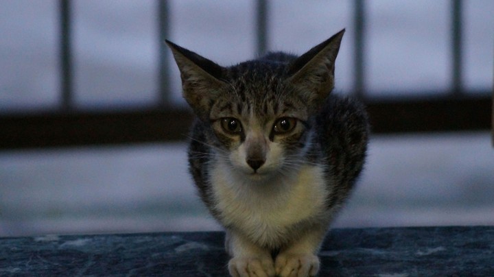 kitten
