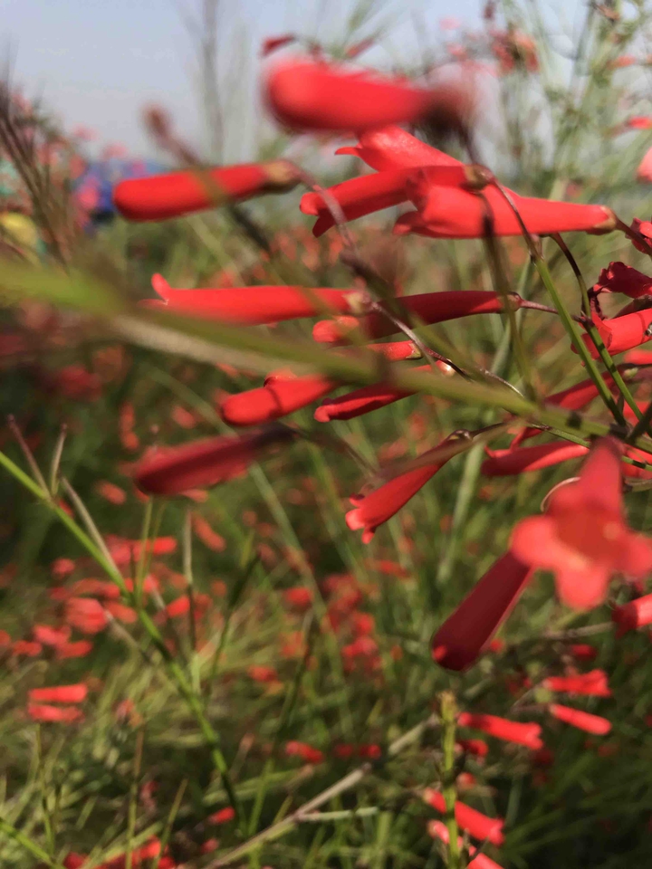 red flowers