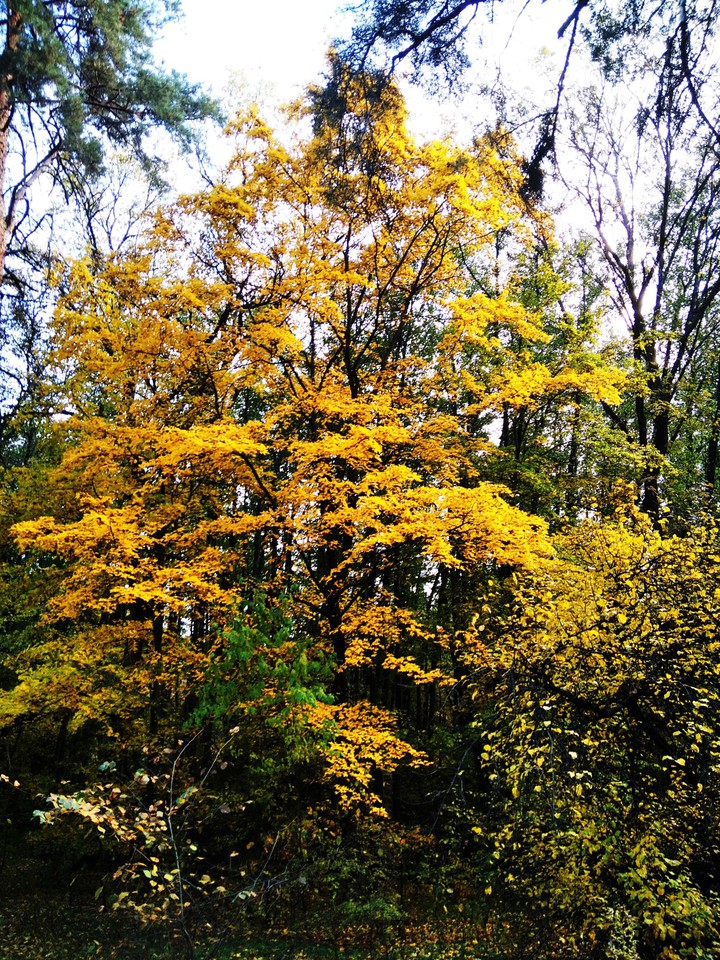nature