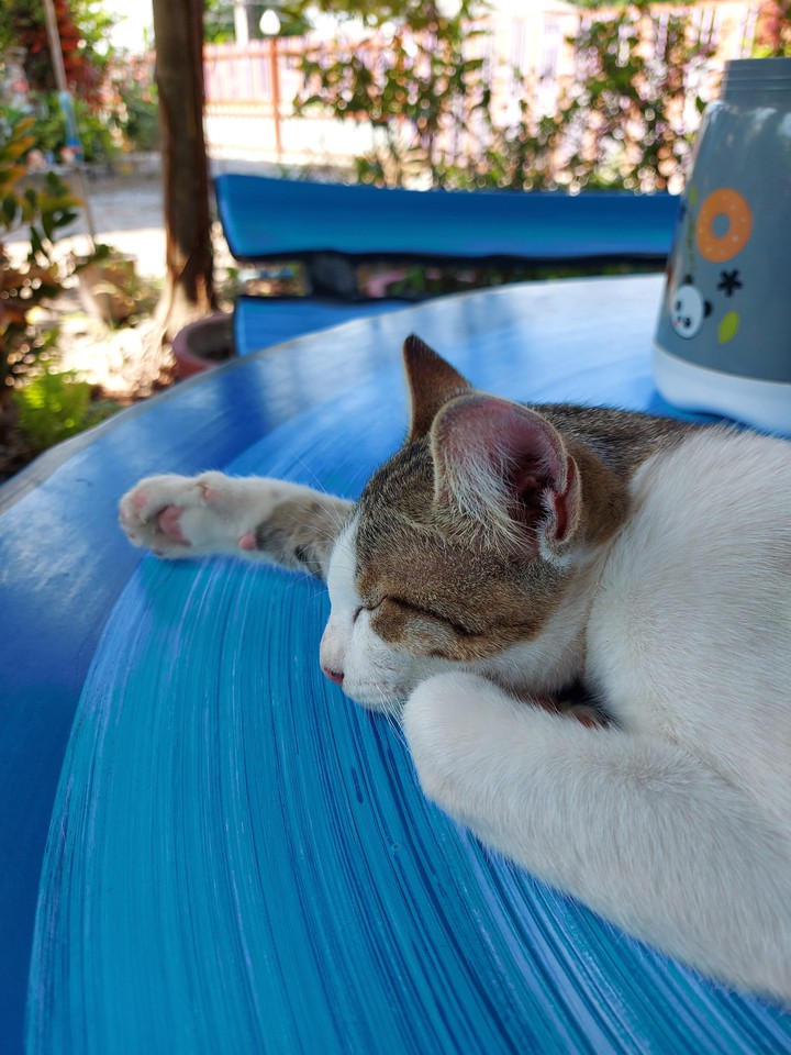 Sleeping cat