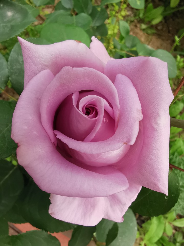 rose