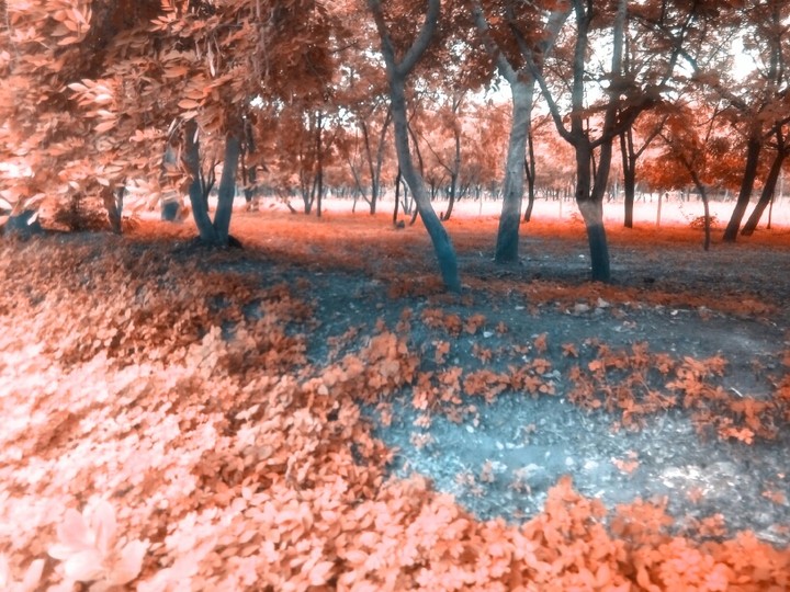 forest in afternoon