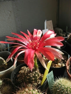 Cactus